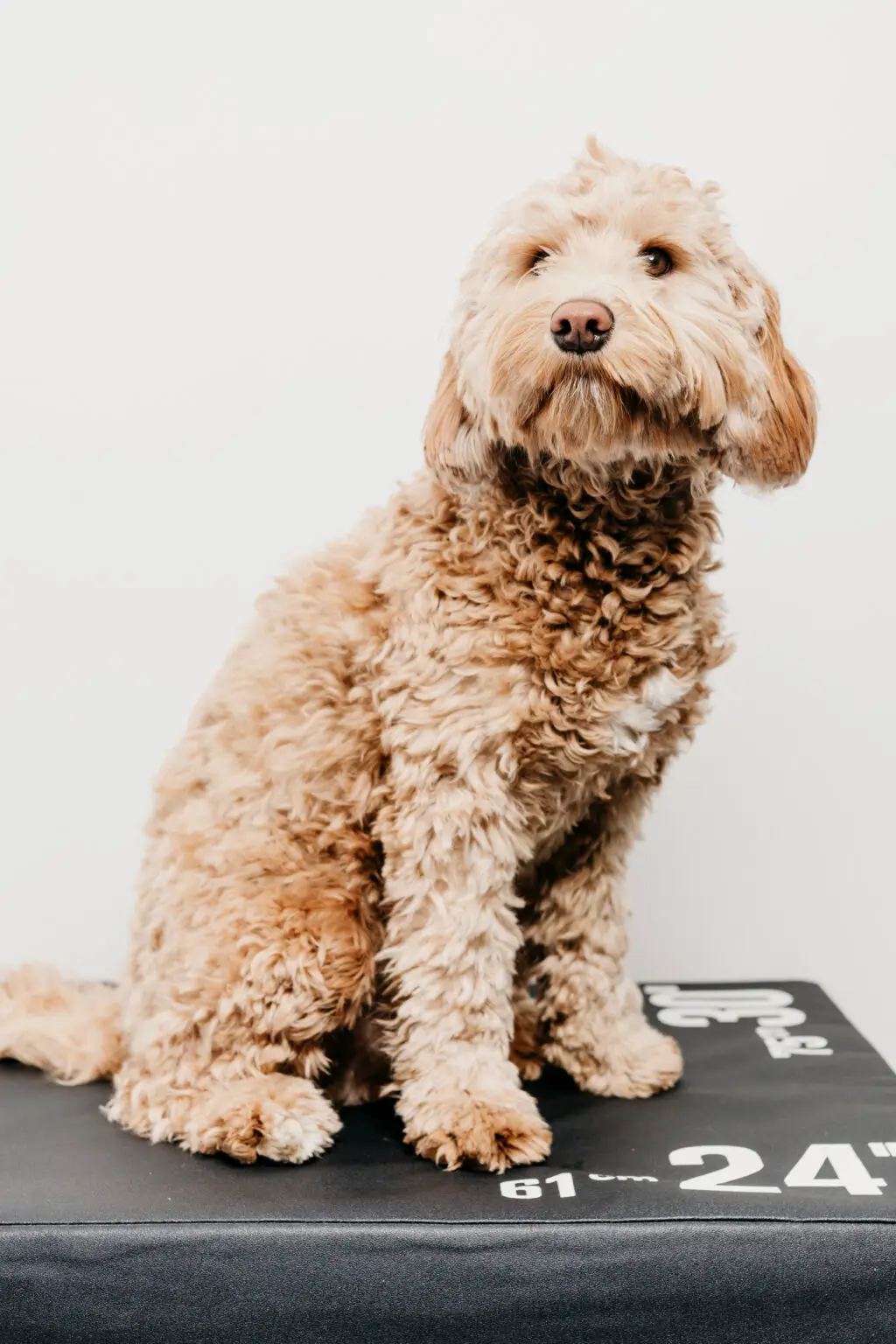 StudioPichot FysioLOZ25 8206